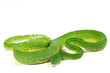 Morelia viridis