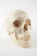 Totenkopf