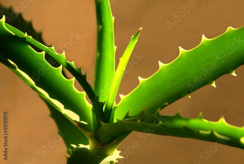 Photo: aloe aloe