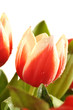 Wet Red and White Tulips
