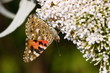 Butterfly cynthia cardui, la belle dame
