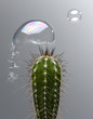 Bubble popping on cactus spine