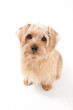 Norfolk Terrier dog