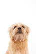 Norfolk Terrier dog