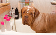 Cleaning the Dog of Dogue De Bordeaux Breed in bath.