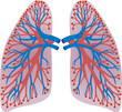lungs of the person lungs of the person