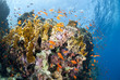 Vibrant and colourful underwater tropical coral reef scene.