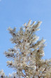 tree in winter