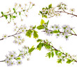 cherry-tree flowers collection on white cherry-tree flowers collection on white