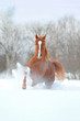 chestnut arabian horse in snow