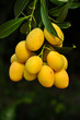 marian plum