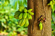 bilimbi