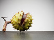 Close up of horse chestnut