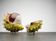 Close up of broken horse chestnut