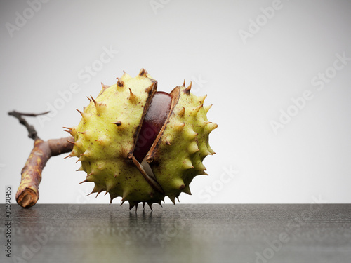 Photo: Close up of horse chestnut Close up of horse chestnut