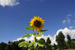 Sonnenblume
