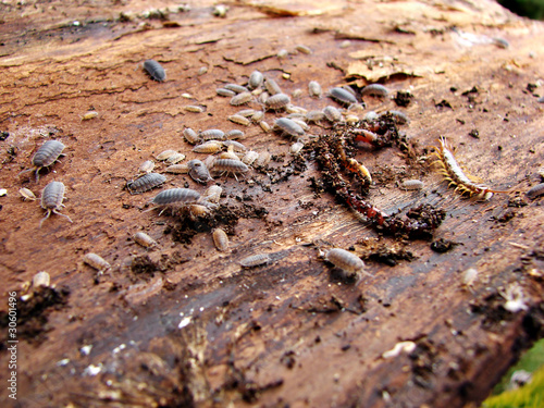 Foto: Earthworms on the bark Earthworms on the bark