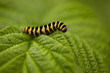 Close up of Cinnebar moth caterpillar