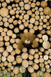 teddy im holzhaufen