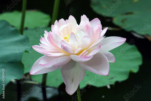 Photo: A single pink double lotus A single pink double lotus