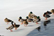 Winter Birds