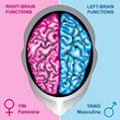 Human brain left and right functions Human brain left and right functions