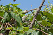 iguana
