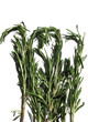 Rosemary (Rosmarinus officinalis)