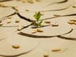 Seedling sprouting though cracked mud