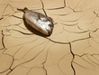 Dead fish laying on cracked mud