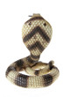Rubber Cobra