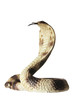Rubber Cobra