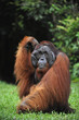 The adult male of the Orangutan.