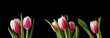 pink tulip isolated on black background pink tulip isolated on black background
