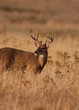 Trophy Whitetail Deer Buck