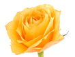 Tea rose on white