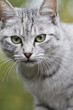 Gray cat