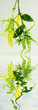 fleurs d'ylang ylang, cananga odorata