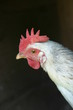 Hen
