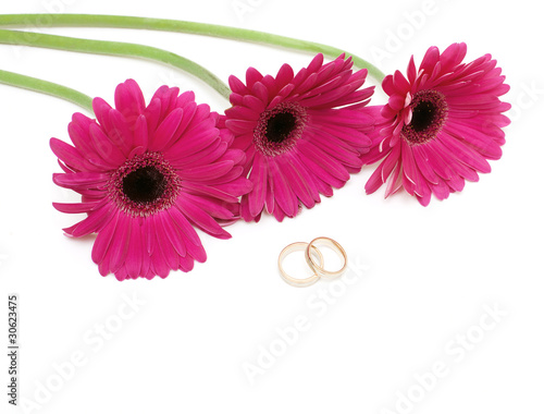 purple gerbera and two wedding rings
