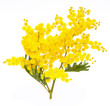 branch of mimosa