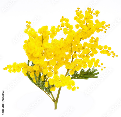 Photo: branch of mimosa branch of mimosa