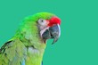 Ara Militaris Military Macaw Green parrot Ara Militaris Military Macaw Green parrot