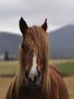 Portrait Cheval