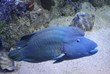 Poisson Napoléon Poisson Napoléon