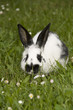 Osterhase