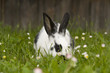 Osterhase