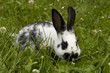 Osterhase