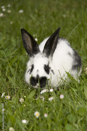 Foto: Osterhase Osterhase