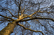 A plane tree at the end of winter